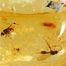 5.82 CT.Natural Oval 11.5*16.5 mm. Insect Fossils Inside Brandy Yellow Copal Gem