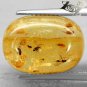 5.82 CT.Natural Oval 11.5*16.5 mm. Insect Fossils Inside Brandy Yellow Copal Gem