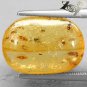 5.82 CT.Natural Oval 11.5*16.5 mm. Insect Fossils Inside Brandy Yellow Copal Gem