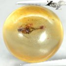 6.99 CT.Natural Round 14 mm. Perfect Insect Fossil Inside Brandy Yellow Copal
