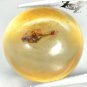 6.99 CT.Natural Round 14 mm. Perfect Insect Fossil Inside Brandy Yellow Copal