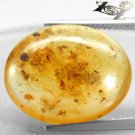 8.3 Ct.Natural Oval 18*22 Flying Insect Mosquito Fossil Madagascar Yellow Copal