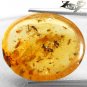 8.3 Ct.Natural Oval 18*22 Flying Insect Mosquito Fossil Madagascar Yellow Copal