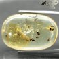 15.38 CT.Collection Big Natural Oval Perfect Lot Insect Fossils Yellow Copal Gem