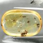 15.38 CT.Collection Big Natural Oval Perfect Lot Insect Fossils Yellow Copal Gem