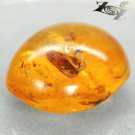 20.72 Ct.Natural Oval 21*25mm Moth Mayfly Fossils Inside Yellow Madagascar Copal