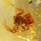 14.96 Ct.Natural Oval 17*22 mm. Perfect Big Spider Fossil Brandy Yellow Copal