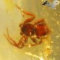 14.96 Ct.Natural Oval 17*22 mm. Perfect Big Spider Fossil Brandy Yellow Copal