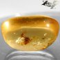 14.96 Ct.Natural Oval 17*22 mm. Perfect Big Spider Fossil Brandy Yellow Copal
