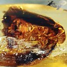 3.08 CT.Natural Oval 9*16 mm.Perfect Cockroach Other Insects Fossil Inside Copal