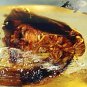 3.08 CT.Natural Oval 9*16 mm.Perfect Cockroach Other Insects Fossil Inside Copal