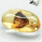 3.08 CT.Natural Oval 9*16 mm.Perfect Cockroach Other Insects Fossil Inside Copal