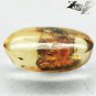 3.08 CT.Natural Oval 9*16 mm.Perfect Cockroach Other Insects Fossil Inside Copal
