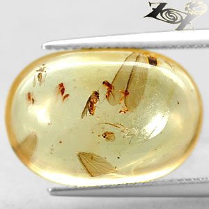 5.45 CT.Natural Oval 13.5*20mm. Perfect Insect Fossil Inside Brandy Yellow Copal