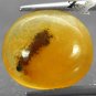 3.49 Ct.Natural Oval 13.5*15 mm. Perfect Worm Fossil Inside Yellow Copal Gems