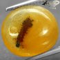 3.49 Ct.Natural Oval 13.5*15 mm. Perfect Worm Fossil Inside Yellow Copal Gems