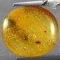 3.49 Ct.Natural Oval 13.5*15 mm. Perfect Worm Fossil Inside Yellow Copal Gems