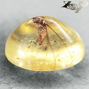 3.97 CT.Natural Oval 11*15 mm. Perfect Moth Insect Fossil Inside Yellow Copal
