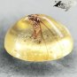 3.97 CT.Natural Oval 11*15 mm. Perfect Moth Insect Fossil Inside Yellow Copal