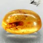 8.91 Ct.Natural Oval 15*19 mm Ant Mosquito Fossil Inside Yellow Madagascar Copal
