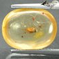 2.94 CT. Natural Oval 10.5*14mm Perfect Insect Fossil Inside Brandy Yellow Copal