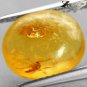 Natural Oval 9 * 11 mm. Insect Fossils Inside Yellow Madagascar Copal 1.44 Ct.