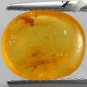 Natural Oval 9 * 11 mm. Insect Fossils Inside Yellow Madagascar Copal 1.44 Ct.
