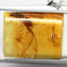 5.6 CT.Natural Cushion 12*15.5 mm. Perfect Moth Fossil Intense Yellow Copal Gems