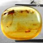 11.56 Ct.Natural Oval 17.8*18 mm Flying Insect Fossil Madagascar Yellow Copal æ¯å·´