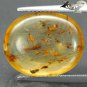 5.68 CT.Natural Oval 14*17.5 mm. Mayfly Fossils Inside Madagascar Yellow Copal