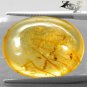 9.92 CT.Natural Oval 18*21 mm. Mayfly Insect Fossils inside Brandy Yellow Copal