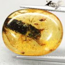 6.32 CT.Natural Oval 15.5*20 mm. Clear Big Water Bug Fossil Brandy Yellow Copal