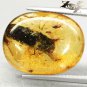 6.32 CT.Natural Oval 15.5*20 mm. Clear Big Water Bug Fossil Brandy Yellow Copal