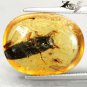 6.32 CT.Natural Oval 15.5*20 mm. Clear Big Water Bug Fossil Brandy Yellow Copal