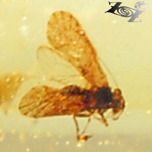 5.04 CT.Natural Square 7*9 mm. Perfect Fly Insect Fossils Inside Yellow Copal