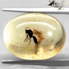 7.58 CT.Natural Oval 13*18 mm Perfect Big Mosquito Fossil Inside Yellow Copal 柯巴