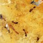 19.04 CT.Natural Oval 23*30 mm. Insect Fossil Inside Whole Brandy Yellow Copal
