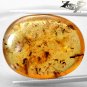 19.04 CT.Natural Oval 23*30 mm. Insect Fossil Inside Whole Brandy Yellow Copal
