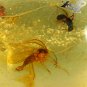 4.57 Ct.Natural Oval 12*15 mm. Insect Fossil Canary Yellow Madagascar Copal Gems