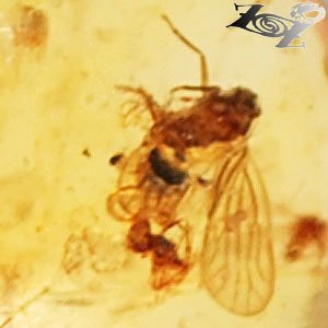 19.43 CT.Natural Heart 30 mm. Perfect Fly Insect Fossil Inside Whole Gold Copal