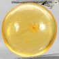 3.23 CT.Natural Round 14 mm. Perfect Spider Fossil Inside Brandy Yellow Copal