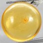 3.23 CT.Natural Round 14 mm. Perfect Spider Fossil Inside Brandy Yellow Copal