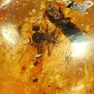 7.4 Ct.Rare Natural Oval 15*17 mm. Fine Condition Insect Fossil Yellow Copal Gem