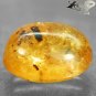 7.4 Ct.Rare Natural Oval 15*17 mm. Fine Condition Insect Fossil Yellow Copal Gem