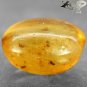 7.4 Ct.Rare Natural Oval 15*17 mm. Fine Condition Insect Fossil Yellow Copal Gem