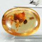 13.19 CT.Natural Cushion 17.5*23.5 mm. Perfect Moth Fossil Intense Yellow Copal