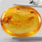 8.5 CT.Natural Oval 17*18 mm.Grasshopper Spider Fossils Inside Yellow Copal Gems