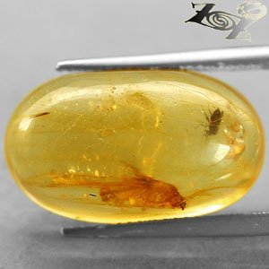 6.76 Ct.Natural Oval 13*21 mm Moth Mayfly Fossils Inside Yellow Madagascar Copal