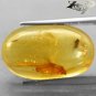 6.76 Ct.Natural Oval 13*21 mm Moth Mayfly Fossils Inside Yellow Madagascar Copal