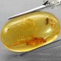 6.76 Ct.Natural Oval 13*21 mm Moth Mayfly Fossils Inside Yellow Madagascar Copal